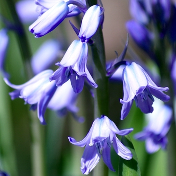 Bluebell seeds