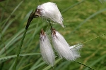 Cotton Grass