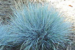 Blue Fescue