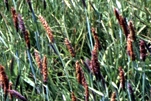 Marsh Foxtail