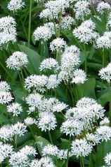 Ramsons