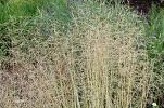 Wavy Hair Grass