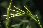 Wood False Brome