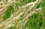 Yellow Oat Grass