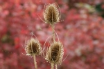 Teasel