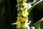 Great Mullein