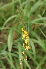 Agrimony