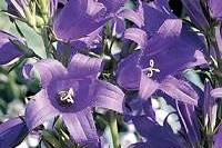 Giant Bellflower