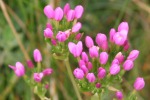 Centaury