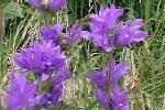 Clustered Bellflower