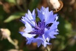 Cornflower