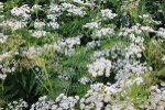 Cow Parsley