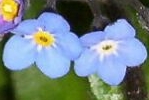 Wood Forget-me-Not