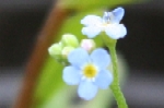 Field Forget-me-Not