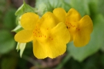 Monkey Flower