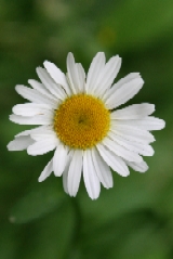 Oxeye Daisy