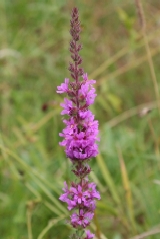 Purple Loosestrife