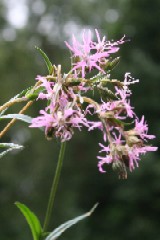 Wetland WF Mix