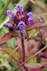 Selfheal