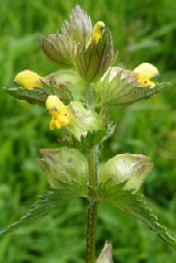 Yellow Rattle