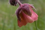 Water Avens
