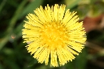 Coltsfoot