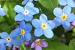 Water Forget-me-Not