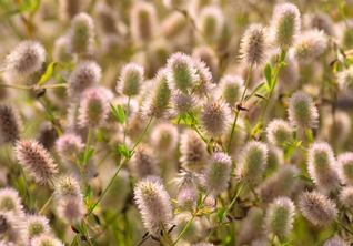 Clover, Hare’s Foot