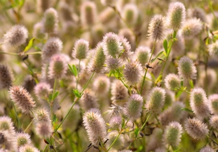 Clover, Hares Foot