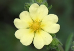 Hoary Cinquefoil