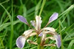 Gladwyn Iris