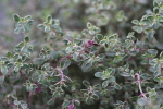Scented Thyme