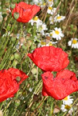 Cornfield Annuals