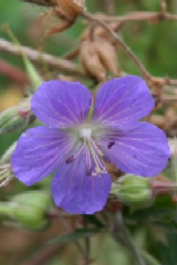 Meadow Cranesbill