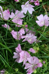 Country Cottage Border Mix