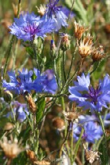 Native Cornfield Annuals