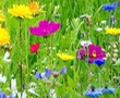 Wild Flower Seed Collections For Gardens