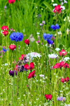 Wildflower Meadow Mixtures - Image of Wildflower Meadow