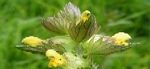Fresh Yellow Rattle Seeds 2025 Available Now!
