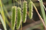 Cyperus Sedge