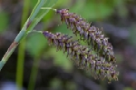 Glaucus Sedge