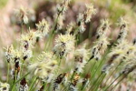 Dwarf Sedge