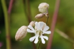 Bladder Campion