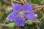Meadow Cranesbill