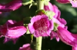 Foxglove