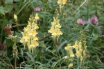 Toadflax