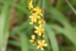 Agrimony