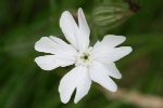 White Campion