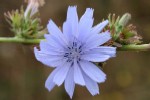 Chicory