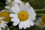 Corn Chamomile